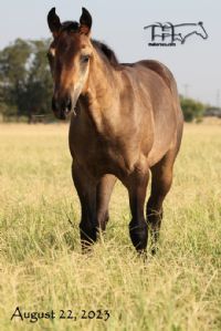 Azuls Bonita Amiga's 2023 Filly
